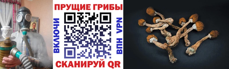 купить наркотики сайты  Королёв  Галлюциногенные грибы GOLDEN TEACHER 